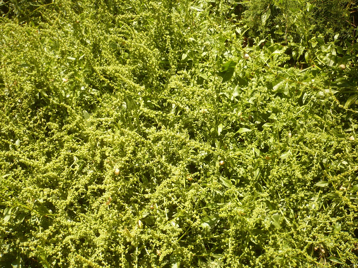 Beta vulgaris subsp. maritima (Amaranthaceae)